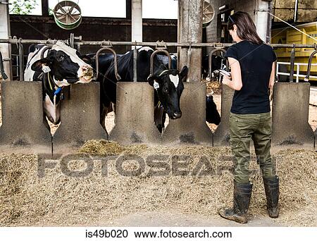 Female farmer looking at smartphone in organic dairy farm cow shed View Large Photo Image Stock Image - Female farmer looking at smartphone in organic dairy farm cow shed. Fotosearch