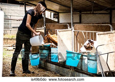 Picture - Female organic farmer feeding calves at dairy farm. Fotosearch