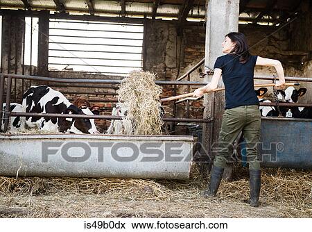 Stock Photo - Female organic farmer feeding pitch fork of hay to calves on dairy farm. Fotosearch