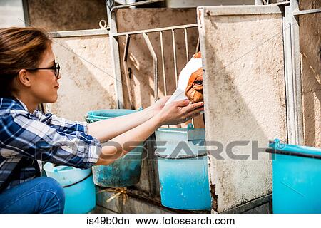 Picture - Female organic farmer petting calf at dairy farm. Fotosearch