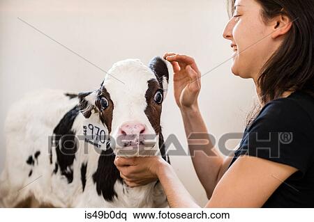 Stock Photography - Female organic farmer petting calf at dairy farm. Fotosearch