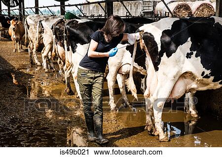 Stock Image - Female organic farmer taking temperature from cow's backside at dairy farm. Fotosearch