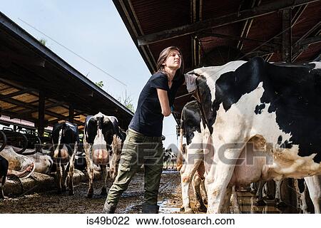 Stock Image - Female organic farmer taking temperature from cow's backside at dairy farm. Fotosearch