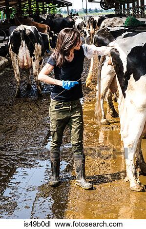 Stock Image - Female organic farmer taking temperature from cow's backside at dairy farm. Fotosearch