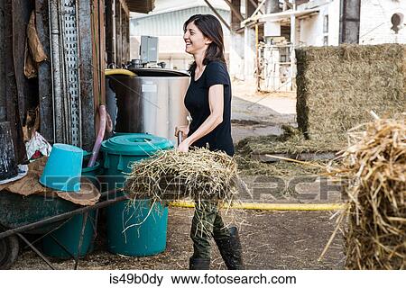 Female organic farmer with pitch fork of hay on dairy farm View Large Photo Image Stock Photo - Female organic farmer with pitch fork of hay on dairy farm. Fotosearch