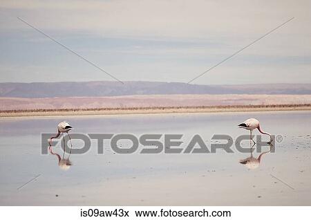 Flamingos, Salar de Atacama, Chile View Large Photo Image Stock Photo - Flamingos, Salar de Atacama, Chile. Fotosearch