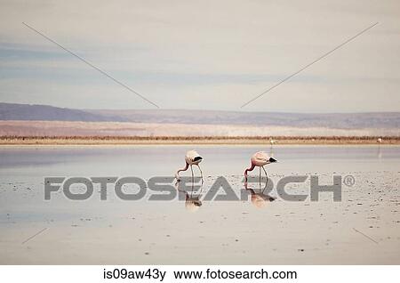 Flamingos, Salar de Atacama, Chile View Large Photo Image Stock Photo - Flamingos, Salar de Atacama, Chile. Fotosearch