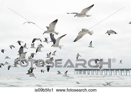 Flock of seagulls flying, Destin, Gulf of Mexico, USA View Large Photo Image Stock Image - Flock of seagulls flying, Destin, Gulf of Mexico, USA. Fotosearch