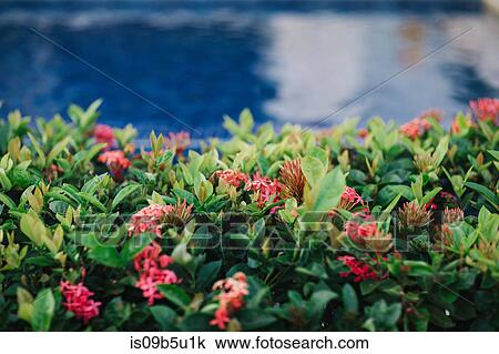 Stock Image - Flowering plant, Bavaro Beach, Punta Cana, Dominican Republic. Fotosearch