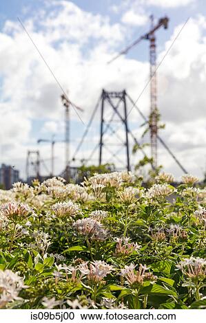 Stock Image - Flowers by ponte hercilio luz bridge, Florianopolis, Santa Catarina, Brazil. Fotosearch
