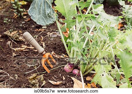 Fork in ground next to growing vegetables, close-up View Large Photo Image Stock Photo - Fork in ground next to growing vegetables, close-up. Fotosearch