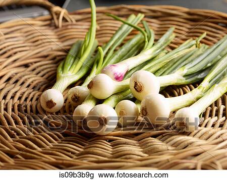 Fresh whole spring onions on wicker basket View Large Photo Image Stock Image - Fresh whole spring onions on wicker basket. Fotosearch