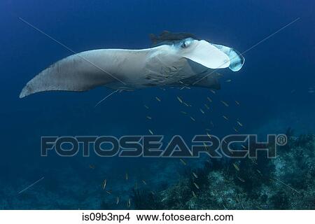 Giant manta being cleaned of parasites by small yellow labrid fish, Cancun, Mexico View Large Photo Image Picture - Giant manta being cleaned of parasites by small yellow labrid fish, Cancun, Mexico. Fotosearch