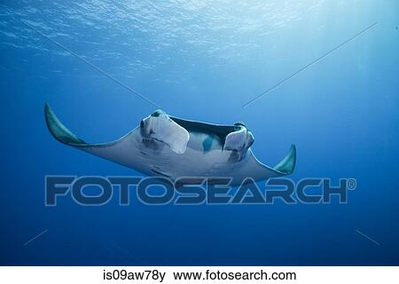 Stock Photo - Giant Manta (Manta Birostris) gracefully glides out of deep blue to surface. Fotosearch