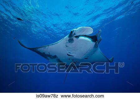 Giant Manta (Manta Birostris) gracefully glides out of deep blue to surface View Large Photo Image Stock Photo - Giant Manta (Manta Birostris) gracefully glides out of deep blue to surface. Fotosearch