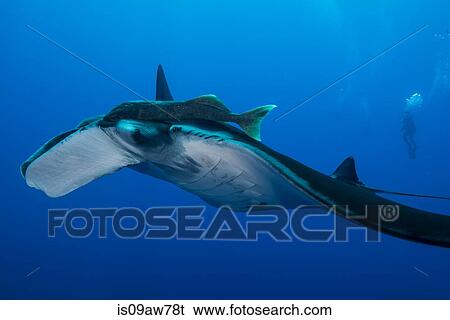 Giant Manta (Manta Birostris) with large remora attached on top of its eye, diver in background View Large Photo Image Stock Photograph - Giant Manta (Manta Birostris) with large remora attached on top of its eye, diver in background. Fotosearch