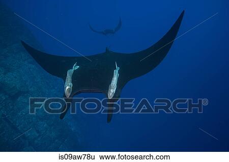 Stock Photograph - Giant Manta (Manta Birostris) with large remora attached on its back, patrolling vertical walls of Roca Partida. Fotosearch