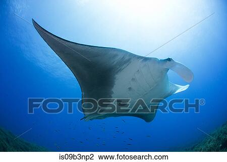 Giant manta swimming in caribbean clear water, Cancun, Mexico View Large Photo Image Stock Image - Giant manta swimming in caribbean clear water, Cancun, Mexico. Fotosearch