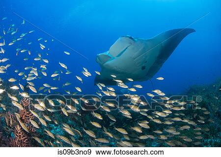 Giant manta swimming over a shoal of small fish, Cancun, Mexico View Large Photo Image Stock Photo - Giant manta swimming over a shoal of small fish, Cancun, Mexico. Fotosearch