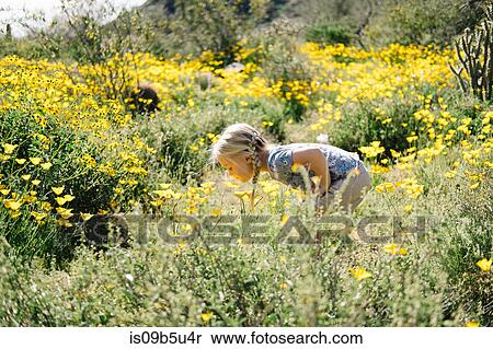 Girl in wildflowers meadow smelling flowers, Wadell, Arizona, USA View Large Photo Image Stock Photography - Girl in wildflowers meadow smelling flowers, Wadell, Arizona, USA. Fotosearch