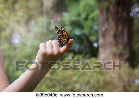 Girls holding monarch butterfly on finger View Large Photo Image Stock Image - Girls holding monarch butterfly on finger. Fotosearch