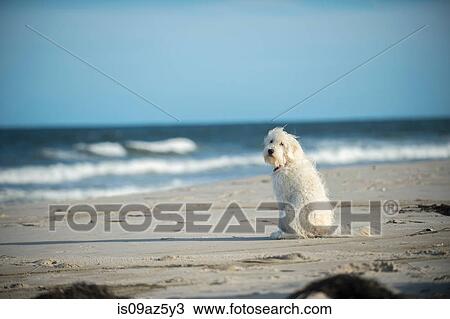 Goldendoodle dog sitting on beach View Large Photo Image Stock Image - Goldendoodle dog sitting on beach. Fotosearch