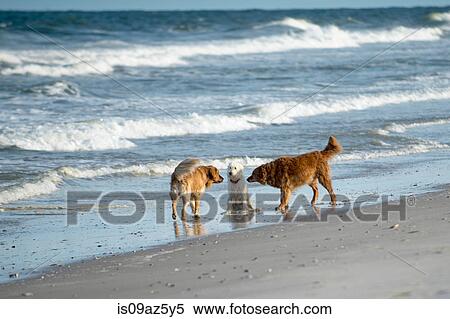 Goldendoodle with two golden retrievers on beach View Large Photo Image Stock Photography - Goldendoodle with two golden retrievers on beach. Fotosearch