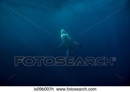Stock Image - Great white shark (Carcharodon Carcharias) swims near surface of ocean. Fotosearch