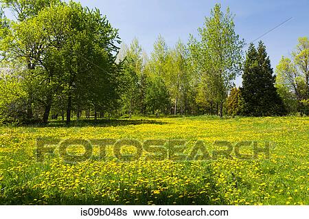 Green grass field with yellow Taraxacum - Dandelion flowers bordered by deciduous and evergreen trees in spring View Large Photo Image Stock Photograph - Green grass field with yellow Taraxacum - Dandelion flowers bordered by deciduous and evergreen trees in spring. Fotosearch