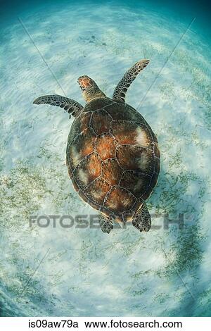 Green Turtle (Chelonia Mydas) looks for seagrass foraging grounds in the shallows of Akumal Bay, Mexico View Large Photo Image Stock Image - Green Turtle (Chelonia Mydas) looks for seagrass foraging grounds in the shallows of Akumal Bay, Mexico. Fotosearch
