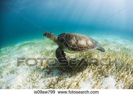 Stock Photo - Green Turtle (Chelonia Mydas) looks for seagrass foraging grounds in the shallows of Akumal Bay, Mexico. Fotosearch