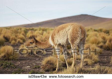 Guanaco (Lama guanicoe) San Pedro de Atacama, Chile View Large Photo Image Stock Photo - Guanaco (Lama guanicoe) San Pedro de Atacama, Chile. Fotosearch