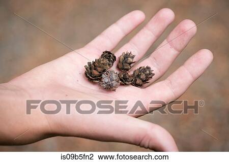 Stock Image - Hand of teenage boy holding pine cones. Fotosearch