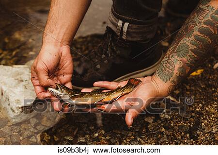 Hands of male hiker holding fish on river bank, Mineral King, Sequoia National Park, California, USA View Large Photo Image Stock Image - Hands of male hiker holding fish on river bank, Mineral King, Sequoia National Park, California, USA. Fotosearch