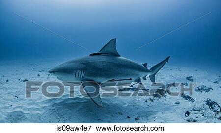 Stock Photo - Heavily pregnant bullshark, Playa del Carmen, Mexico. Fotosearch