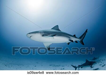 Stock Photo - Heavily pregnant bullshark, Playa del Carmen, Mexico. Fotosearch