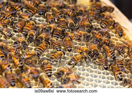 Hive frame with bees, close-up View Large Photo Image Stock Image - Hive frame with bees, close-up. Fotosearch