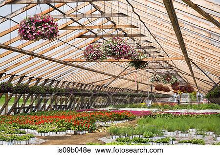 Horticultural worker in commercial greenhouse watering plants including purple, mauve, white and red Petunias in hanging baskets and mixed flowering plants in containers View Large Photo Image Stock Image - Horticultural worker in commercial greenhouse watering plants including purple, mauve, white and red Petunias in hanging baskets and mixed flowering plants in containers. Fotosearch