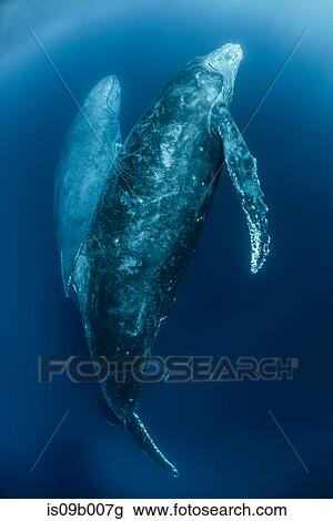 Humpback whales (Megaptera Novaeangliae) ascend from deep dive View Large Photo Image Stock Image - Humpback whales (Megaptera Novaeangliae) ascend from deep dive. Fotosearch