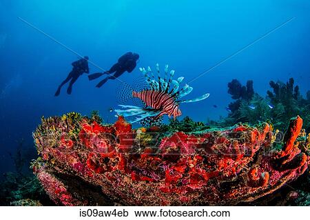 Invasive lionfish, Xcalac, Mexico View Large Photo Image Stock Image - Invasive lionfish, Xcalac, Mexico. Fotosearch