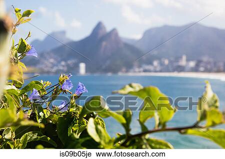 Ipomea flowers in the foreground, Pedra da Gavea and Morro Dois Irmaos behind, Arpoadors, Ipenema, Rio de Janeiro, Brazil View Large Photo Image Stock Image - Ipomea flowers in the foreground, Pedra da Gavea and Morro Dois Irmaos behind, Arpoadors, Ipenema, Rio de Janeiro, Brazil. Fotosearch