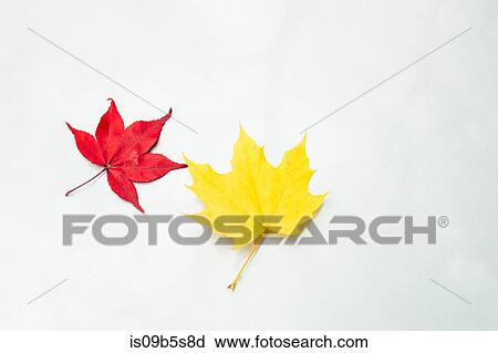 Stock Image - Japanese Maple leaf (Acer palmatum) and maple leaf (acer) on white surface, close-up. Fotosearch