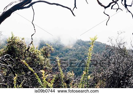 Landscape with tree branch and misty forest, Big Sur, California, USA View Large Photo Image Picture - Landscape with tree branch and misty forest, Big Sur, California, USA. Fotosearch