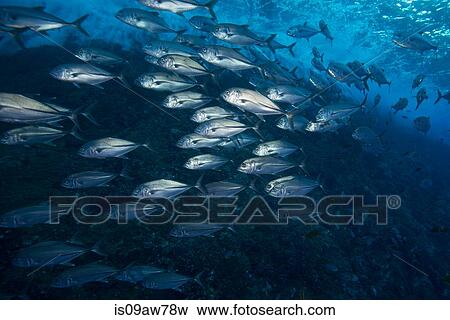 Large school of Big Eye Jacks (Caranx Sexfasciatus) swimming close to surf View Large Photo Image Stock Photo - Large school of Big Eye Jacks (Caranx Sexfasciatus) swimming close to surf. Fotosearch