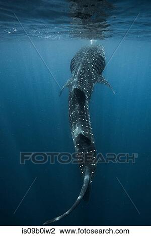 Large whale shark (Rhincodon typus) feeding on fish eggs at sea surface, Isla Mujeres, Mexico View Large Photo Image Stock Image - Large whale shark (Rhincodon typus) feeding on fish eggs at sea surface, Isla Mujeres, Mexico. Fotosearch