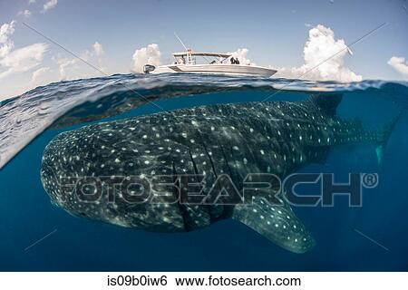 Large whale shark (Rhincodon typus) passing below boat at sea surface, Isla Mujeres, Mexico View Large Photo Image Stock Photograph - Large whale shark (Rhincodon typus) passing below boat at sea surface, Isla Mujeres, Mexico. Fotosearch