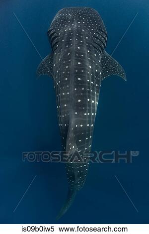 Large whale shark (Rhincodon typus) passing, Isla Mujeres, Mexico View Large Photo Image Stock Photography - Large whale shark (Rhincodon typus) passing, Isla Mujeres, Mexico. Fotosearch