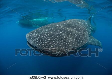 Large whale sharks (Rhincodon typus) feeding on fish eggs at sea surface, Isla Mujeres, Mexico View Large Photo Image Stock Image - Large whale sharks (Rhincodon typus) feeding on fish eggs at sea surface, Isla Mujeres, Mexico. Fotosearch