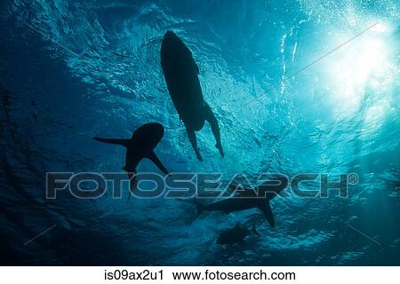 Low angle underwater view of surfer on surfboard with sharks, Colima, Mexico View Large Photo Image Stock Image - Low angle underwater view of surfer on surfboard with sharks, Colima, Mexico. Fotosearch