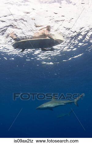 Stock Photo - Low angle underwater view of surfer on surfboard with sharks, Colima, Mexico. Fotosearch